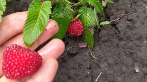 НЕ ПОКУПАЙТЕ! Тибетская Малина МЯО-МЯО.Красивая, но не вкусная!