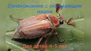 Майский жук