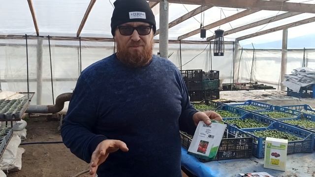 Рейтинг томатов. Пинк булл, Пинк хит, Пинк парадайз и другие... смотреть онлайн