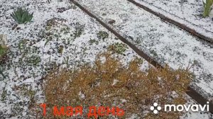 ?Грядка из бордюр.