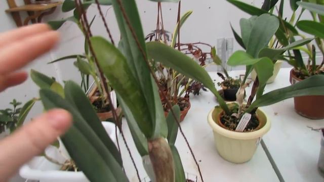 Brassavola digbyana (Rhyncholaelia digbyana)Чехол + бутон+цветение смотреть онлайн
