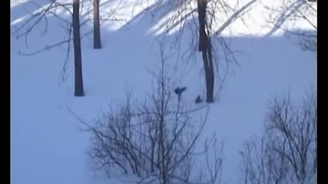Охота на бандерлога.avi смотреть онлайн
