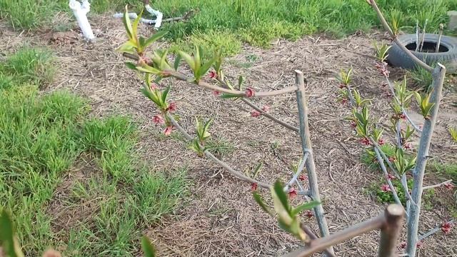 Срочная обработка персика от курчавости