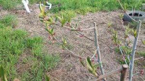 Срочная обработка персика от курчавости