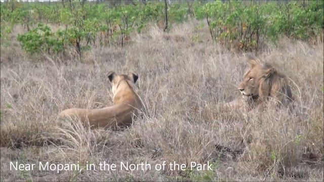 Kruger Park, Season 16 (English), "Mating Lions 3", documentary about 4 stories of mating lions. смотреть онлайн