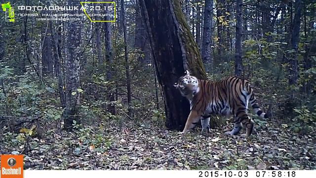 Заповедник Бастак: тигрица Золушка смотреть онлайн