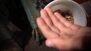 Поденка. Массовый вылет.