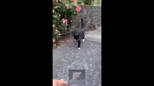 ПОДБОРКА СМЕШНЫХ КОШЕК НА 1 ЧАС 2023, 16.02.2023 смотреть онлайн