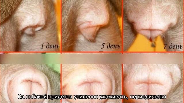 Течка у той-терьера, а также вязка, беременность и роды смотреть онлайн