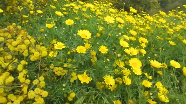 Две Красоты-Ивы и Хризантемы!!!Кирьят-Ям.Израиль. смотреть онлайн