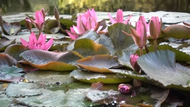 ? Лилии и кувшинки для пруда на участке, какие кувшинки купить в свой водоём? Сиреневая лилия смотреть онлайн