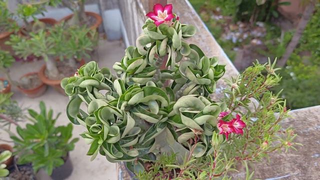 My Unique Collection Of Adenium-Medusa DHA(Part 6) In Rainy Season