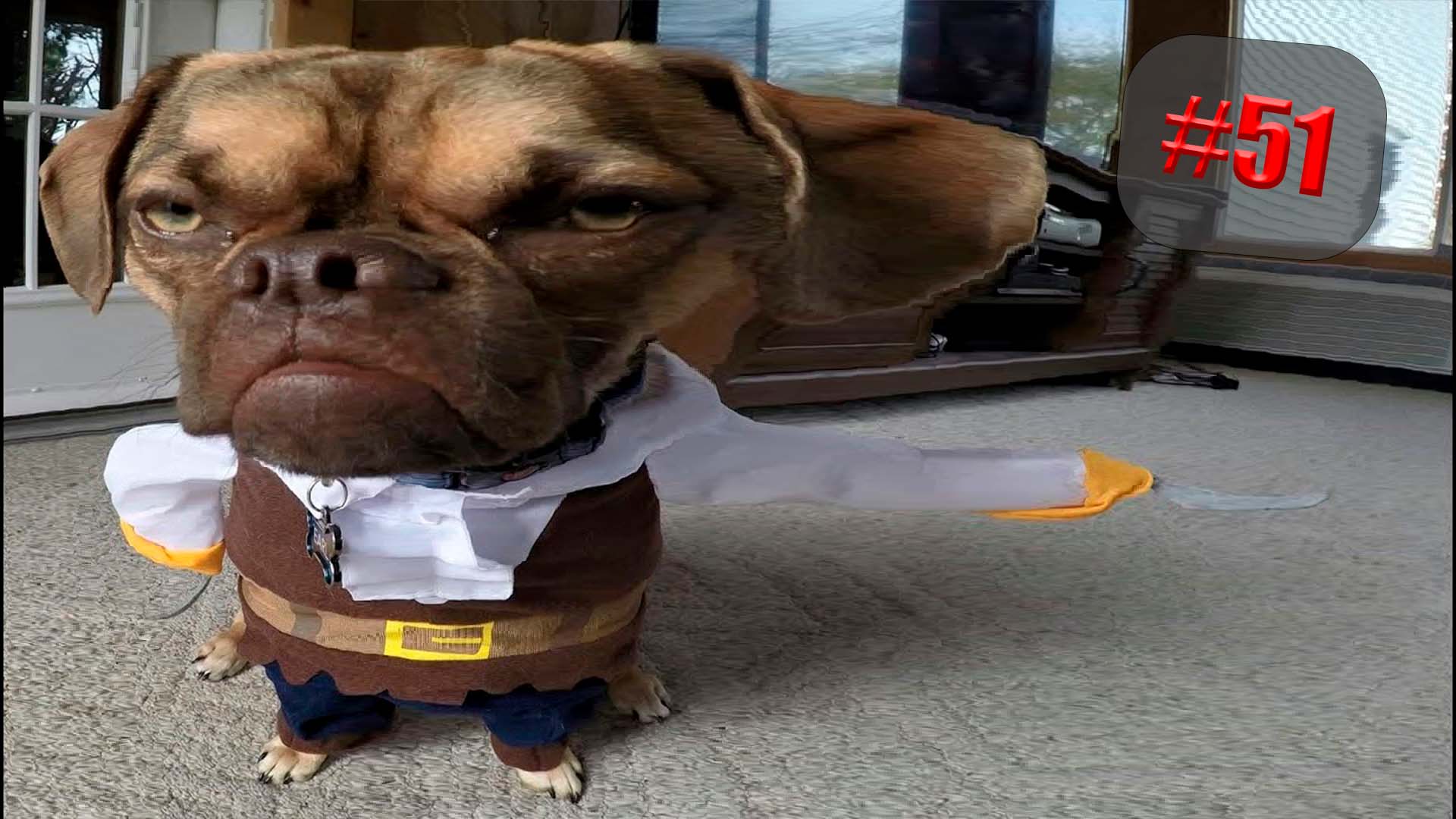 1201 секунда Смеха ?? Смешных моментов | Милые котики Приколы с котами ?? Смешные коты #51 смотреть онлайн