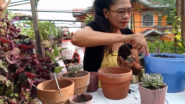 HOW TO TAKE CARE TOPSY TURVY and RE-POTTING | Adelina G. Losegro смотреть онлайн
