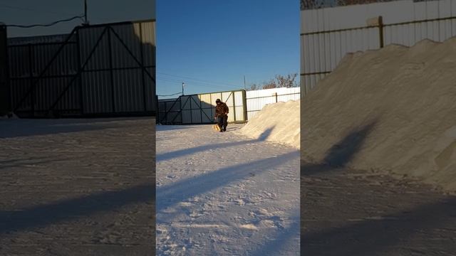 собаки породы бишон хаванез-это великолепные компаньоны! смотреть онлайн