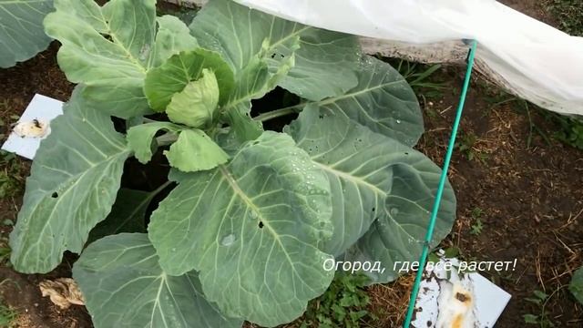 487 Гусеницы и слизни на капусте смотреть онлайн