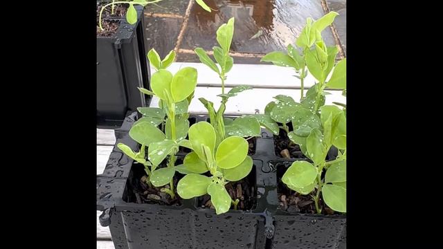 AUTUMN SOWN SWEET PEAS- TOP TIPS #sweetpeas смотреть онлайн