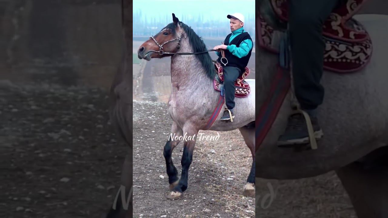 respect 0508240647 #asmr #remix #sky #horse смотреть онлайн