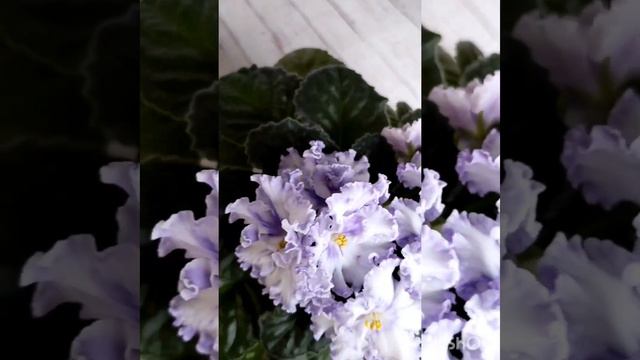 Новиночка каталога фиалок.