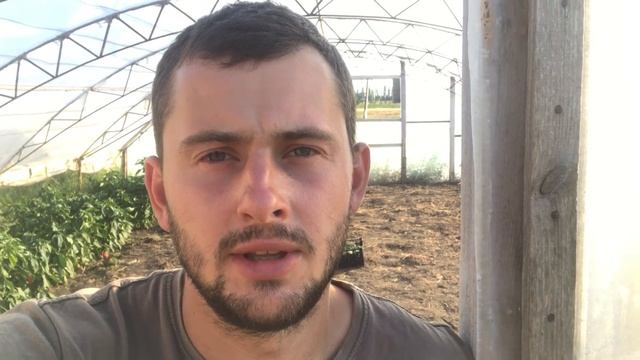 Трипсы на огурцах чем обработать ? смотреть онлайн