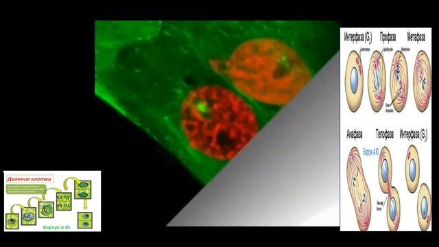 Деление клетки под микроскопом. смотреть онлайн