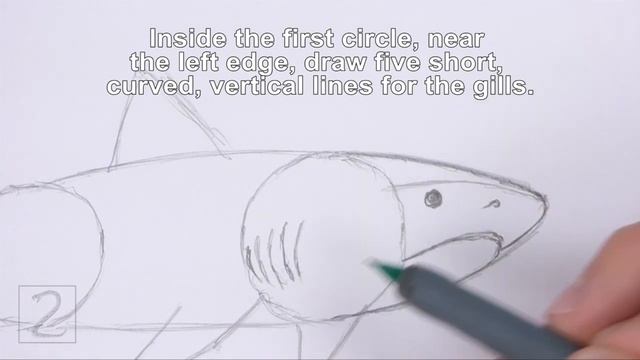 How to Draw a Tiger Shark смотреть онлайн