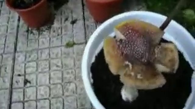 Giant Amanita смотреть онлайн