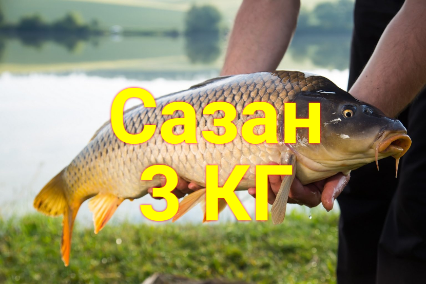 3-х Килограмовый Сазанчик смотреть онлайн