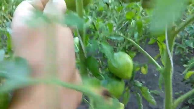 Томат чудо земли смотреть онлайн