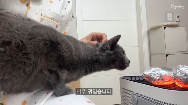 SUB) 퇴사하고 집에서 많이 먹으며 뜨개질하고 쿠키굽는 자취일상?ㅣ첫 실비김치, 원팬등갈비, 고양이쿠키, 아보카도명란비빔밥, 오징어무침, 치즈김밥, 소고기무국, 군고구마 смотреть онлайн