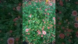 Видео обзор корейских хризантем низкорослых и шаровидной формой куста.