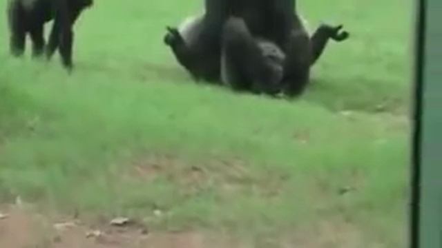 Gorillas in love at Zoo смотреть онлайн