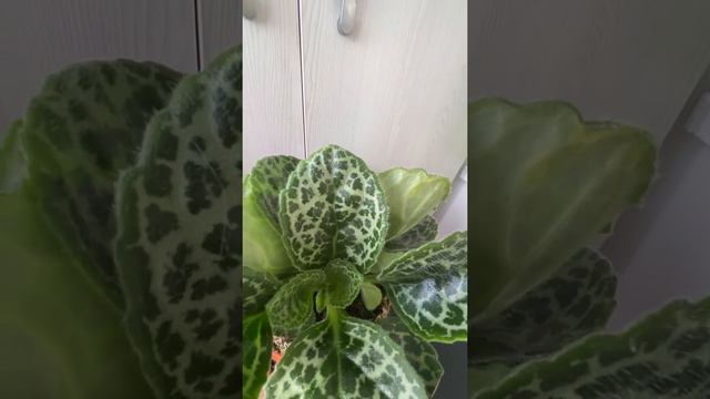 Streptocarpus Pretty Turtle