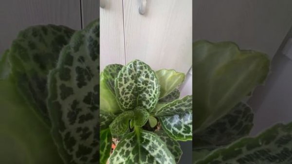 Streptocarpus Pretty Turtle