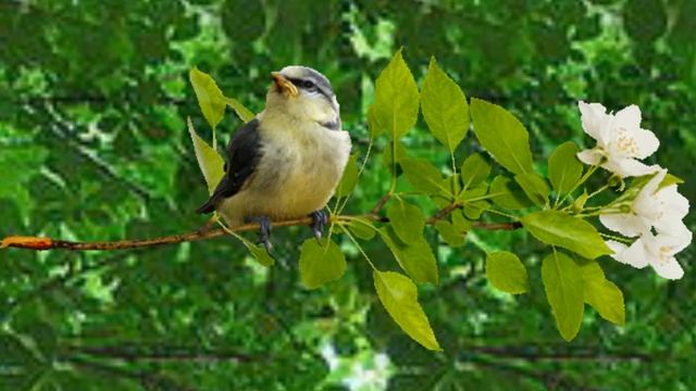 Сыночку Песня на стихи Лины Францевой. Музыка и исполнение Евгения Никитина. смотреть онлайн
