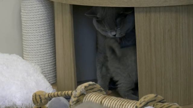 Британские котята в возрасте 6 недель (Litter- Т2) смотреть онлайн