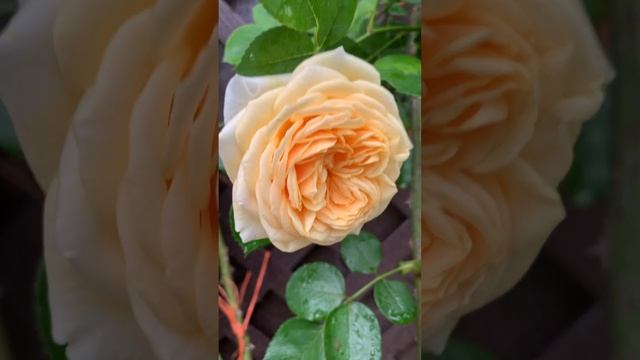 TEASING GEORGIA #rose #love #flowers #garden #nature climber (David Austin) смотреть онлайн