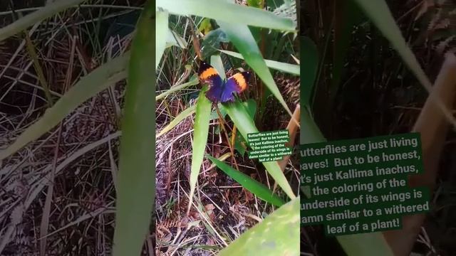 Бабочки - это просто ожившие листья! Но если честно, просто это Kallima inachus смотреть онлайн