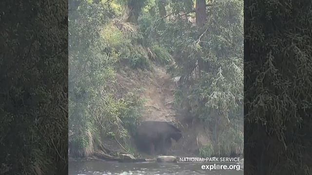 Медведь на Аляске смотреть онлайн