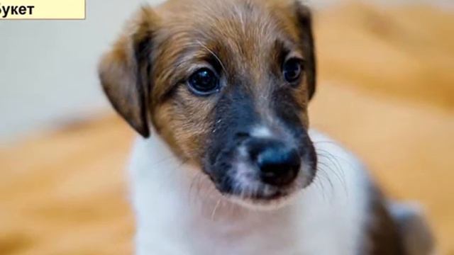 Гладкошерстный фокстерьер. смотреть онлайн