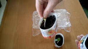 Настурция/Посев семян 2021/Всходы/Уход за всходами настурции.Kapuzinerkresse\ Aussaat 2021/Sämlinge