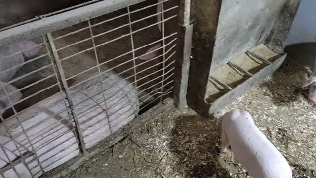 ✅ Метод частичного отлучения поросят ✅