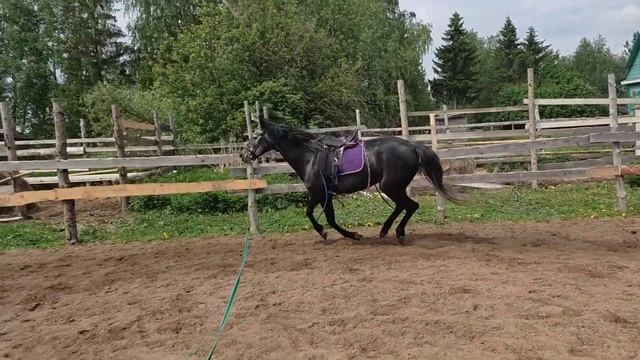 Как приучить лошадь к веревкам смотреть онлайн