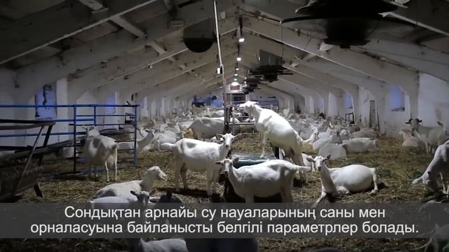 Технология содержания коз на молочной ферме смотреть онлайн