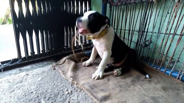 Imported Pitbull Baby🐶/ 3 Month Old