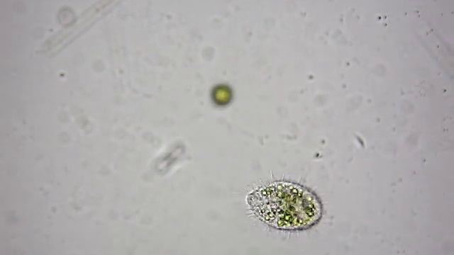 Микроскопия, Euglena viridis, Эвглена Зелёная и другие.... смотреть онлайн