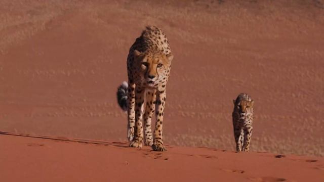 ANIMALS 8K ULTRA HD - Spectacular Wildlife Encounters in Astonishing 8K Clarity смотреть онлайн