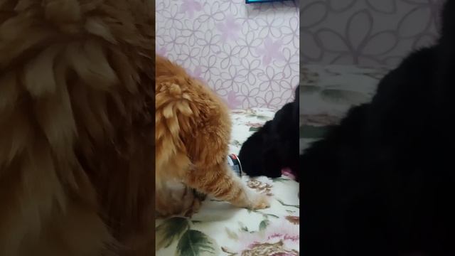 жена уехала на море, а мы остались смотреть онлайн