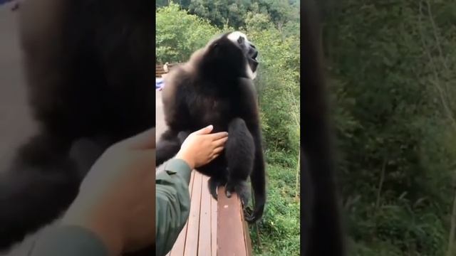 Why does the monkey make these sounds - Почему обезьяна издает эти звуки смотреть онлайн