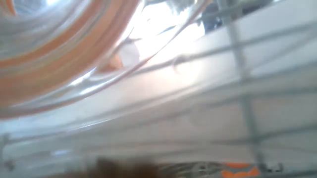 Хомяк застрял в трубе смотреть онлайн